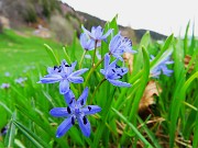64 ed anche la Scilla Bifolia (Scilla silvestre)